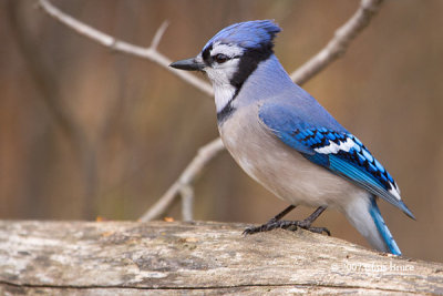 Blue Jay