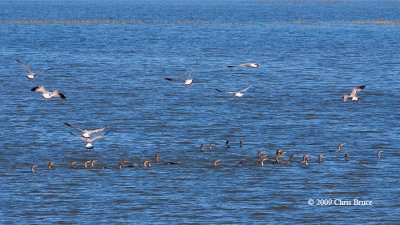 Double-crested Cormorants