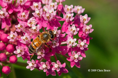 Honey Bee (Apis sp.)