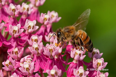 Honey Bee (Apis sp.)