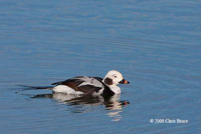 Long-tailed Duck (winter male)