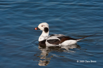 Long-tailed Duck (winter male)
