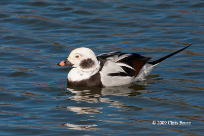 Long-tailed Duck (winter male)