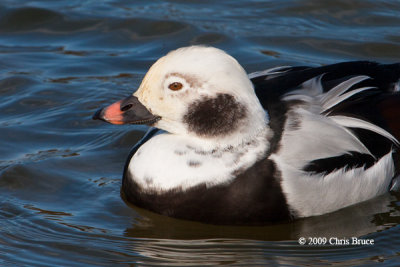 Long-tailed Duck (winter male)