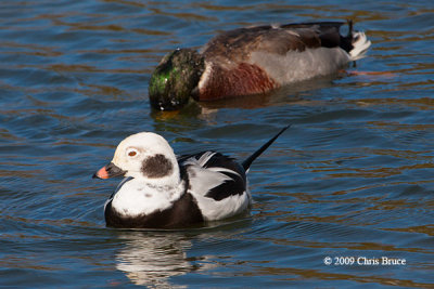 Long-tailed Duck (winter male)