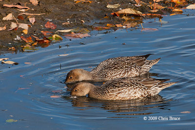 Northern Pintail (females)