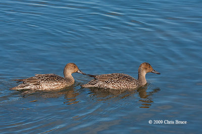 Northern Pintail (females)