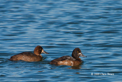 Lesser Scaup (female and molting male)