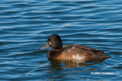 Lesser Scaup (molting male)