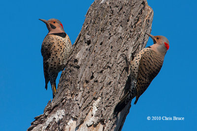 Northern Flicker (males)