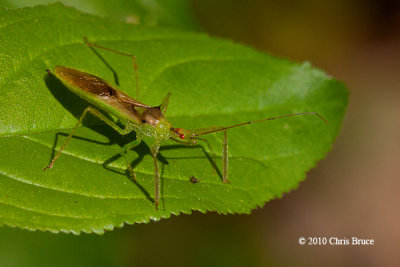 Assassin Bug (Zelus luridus)