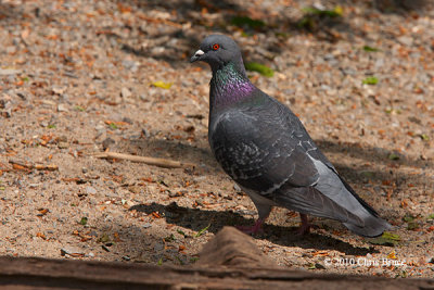 Rock Pigeon