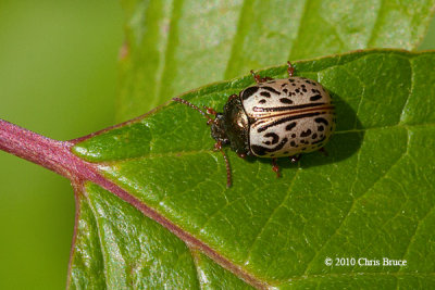 Leaf Beetle (Calligrapha sp.)