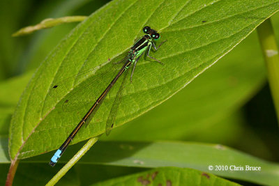 Eastern Forktail mature male (Ischnura verticalis)