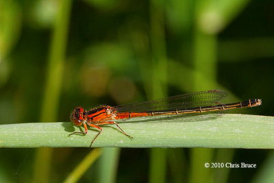 Eastern Forktail immature female (Ischnura verticalis)