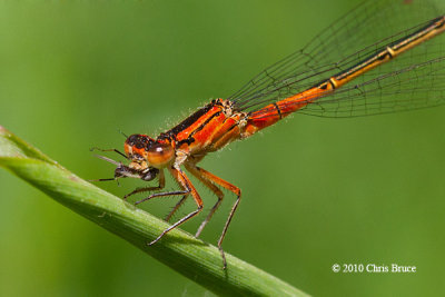 Eastern Forktail immature female (Ischnura verticalis)