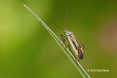 Plant Bug (Stenotus binotatus)