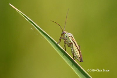 Plant Bug (Stenotus binotatus)