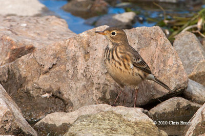 American Pipit