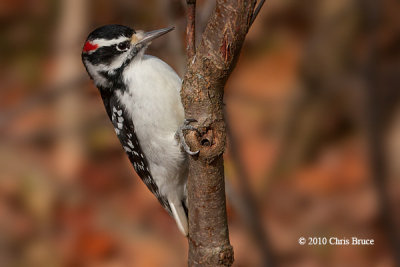 Hairy Woodpecker (male)