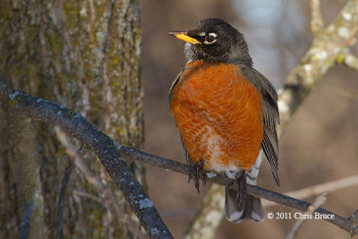 American Robin