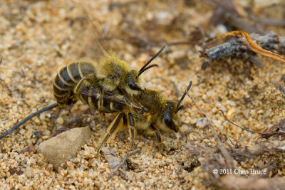 Plasterer Bees (Colletes sp.) Mating