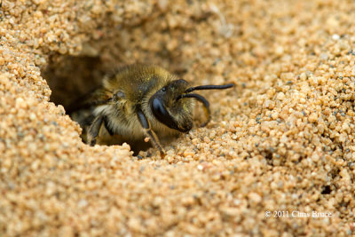 Plasterer Bee (Colletes sp.)