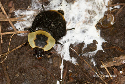 Carrion Beetle (Necrophilia americana)