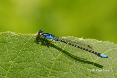 Skimming Bluet (Enallagma geminatum)