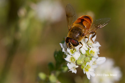 Flower Fly (Eristalis sp.)