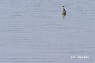 Double-crested Cormorant