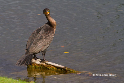 Double-crested Cormorant