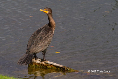 Double-crested Cormorant