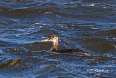 Red-necked Grebe