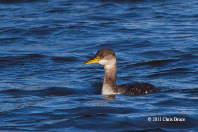 Red-necked Grebe