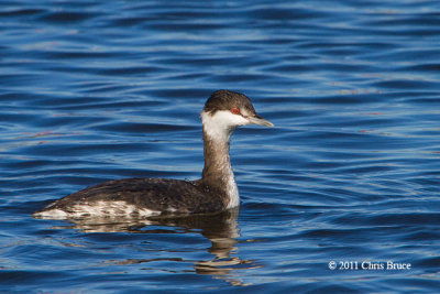 Horned Grebe