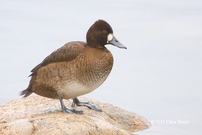 Lesser Scaup on a Rock