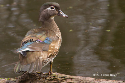 Wood Duck (female)