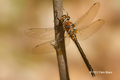 American Emerald (Cordulia shurtleffi)