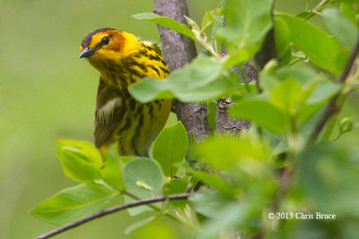 Cape May Warbler