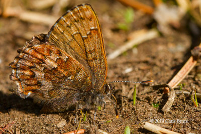 Eastern Pine Elfin (Callophrys niphon)