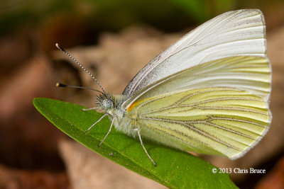 Mustard White (Pieris oleracea)