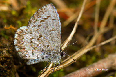 Spring Azure (Celastrina ladon)