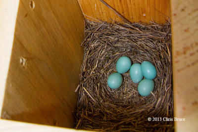Eastern Bluebird Eggs: Now We Have 5