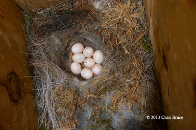 Black-capped Chickadee Eggs