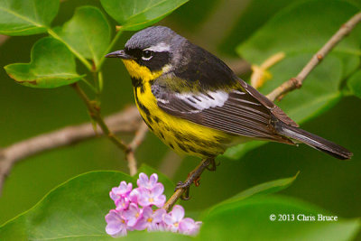 Magnolia Warbler