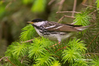 Blackpoll Warbler