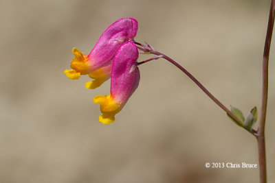 Pale Corydalis (Capnoides sempervirens)