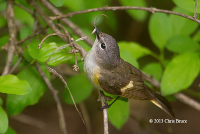 American Redstart (female)