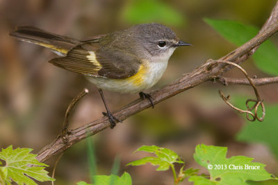 American Redstart (female)